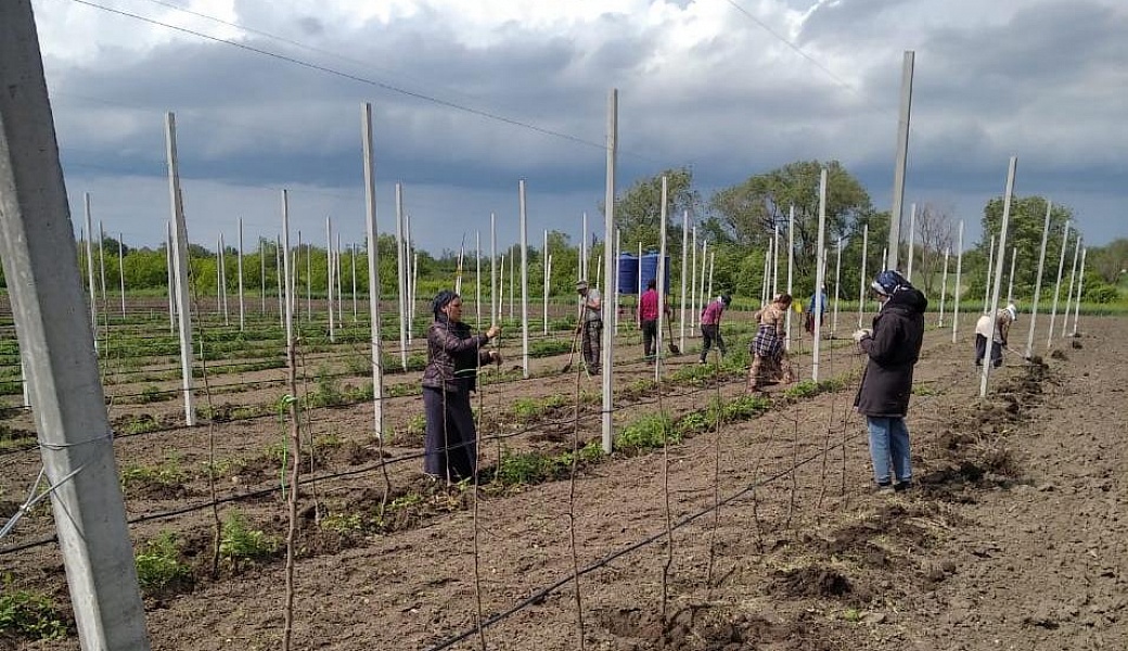 Закладка садов в личных подсобных хозяйствах Новоалександровского района.